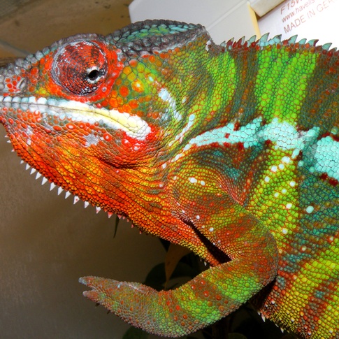 Pacient Chameleon pardálí